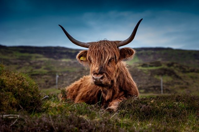 beef-192976_640