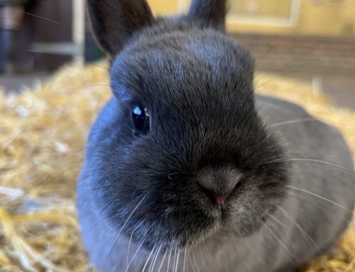 動物たちと触れ合える Rare Breeds Centre