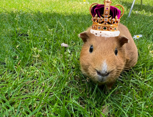 イギリス、盛り上がってますよ