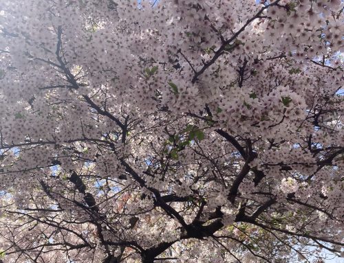 桜の名所