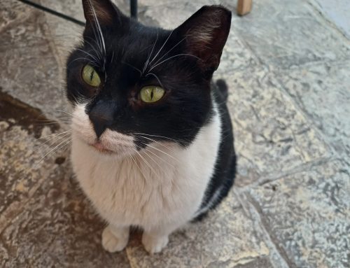 モンテネグロ猫歩き。世界遺産の街 コトル
