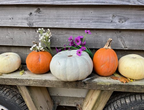 秋のカントリーライフ♪