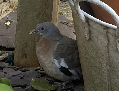 飛べない山鳩ポッポ