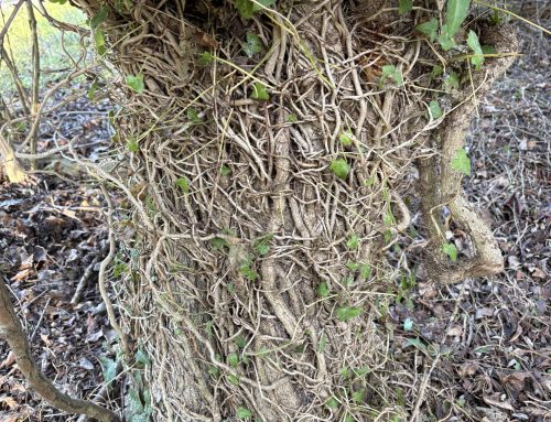 CheshuntからSewardstonebury、そしてChingford 