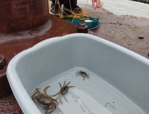 Crabbing 蟹釣りに行こう！